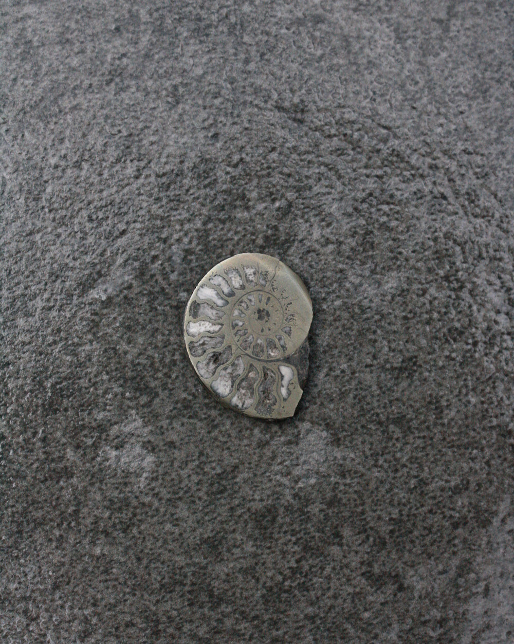 Ammonite Pyrite - Divine Feminine