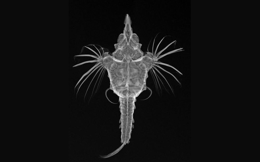Fish Radiography – FALLOW