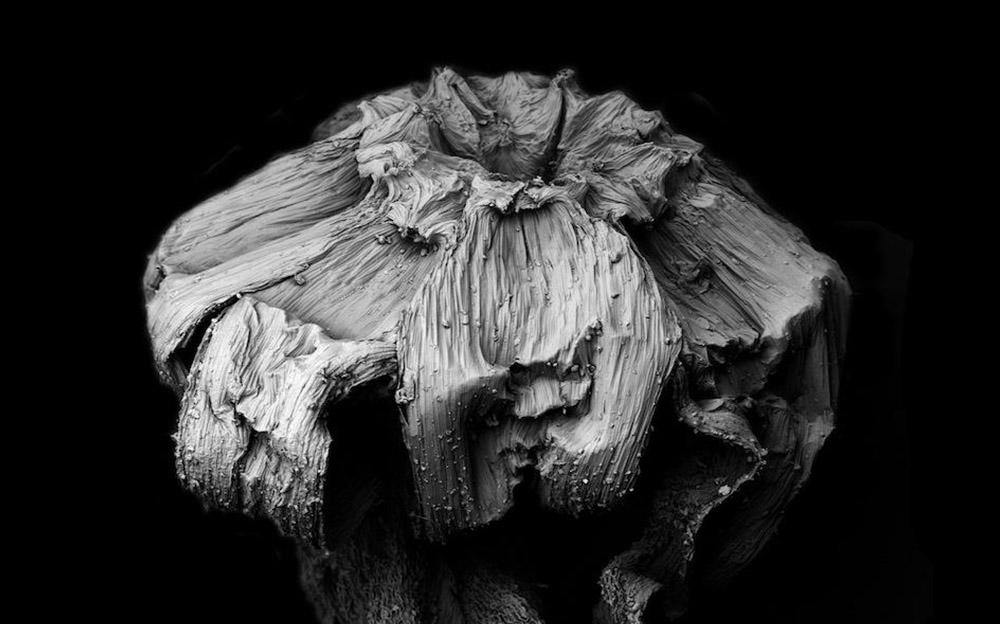 Withered Plants | Tomoya Matsuura