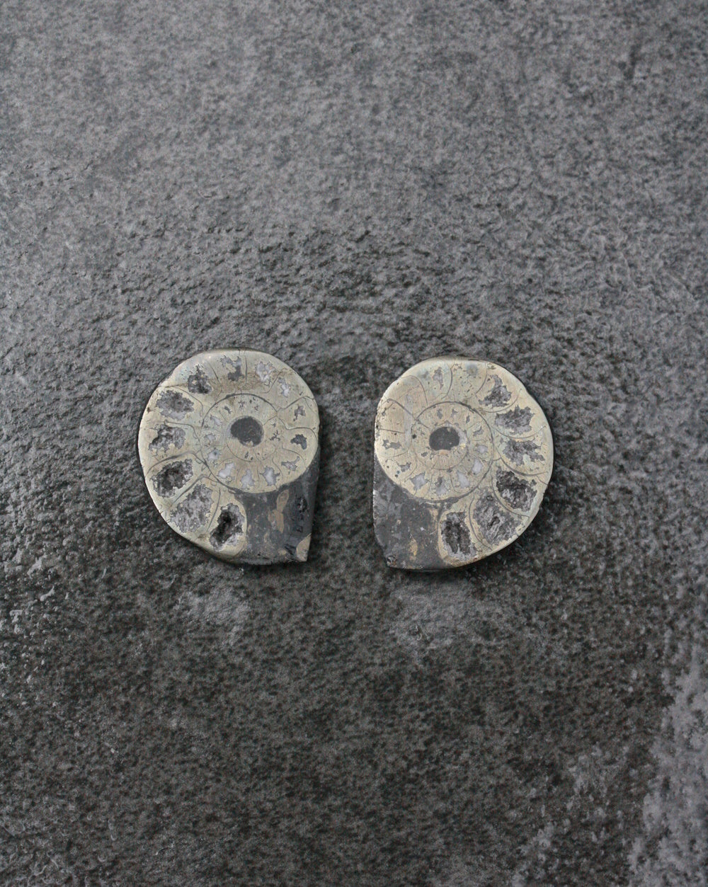 Ammonite Pyrite - Small Pair