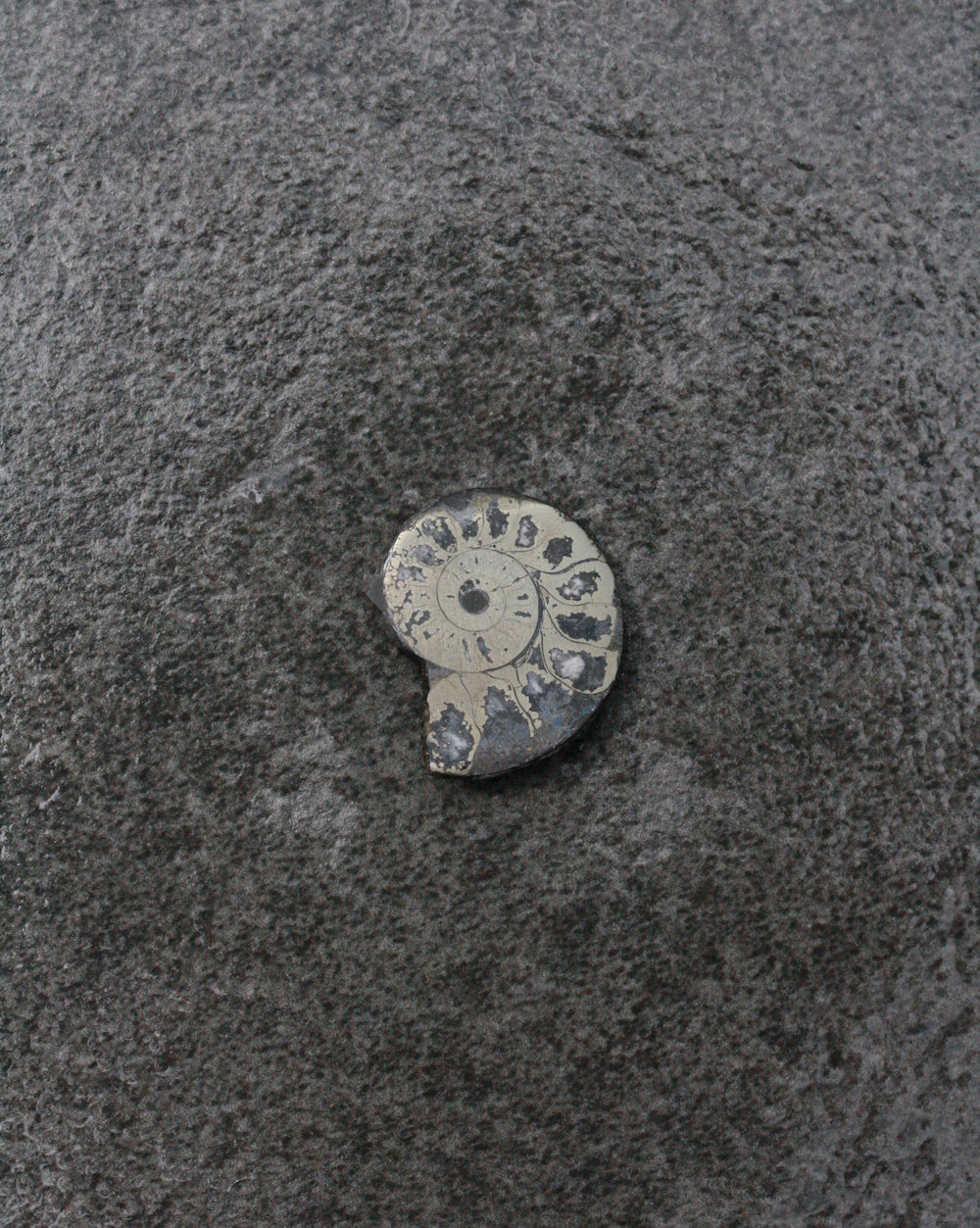 Ammonite Pyrite - Divine Masculine