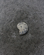 Ammonite Pyrite - Divine Masculine